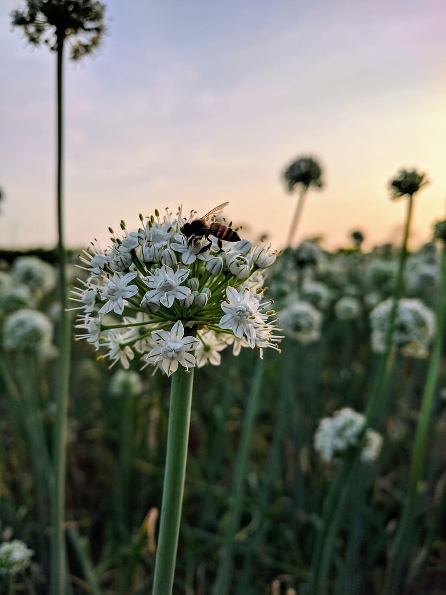 onion, flower, bee, bloom, blossom, insect, plant, summer, flora, flowering plant