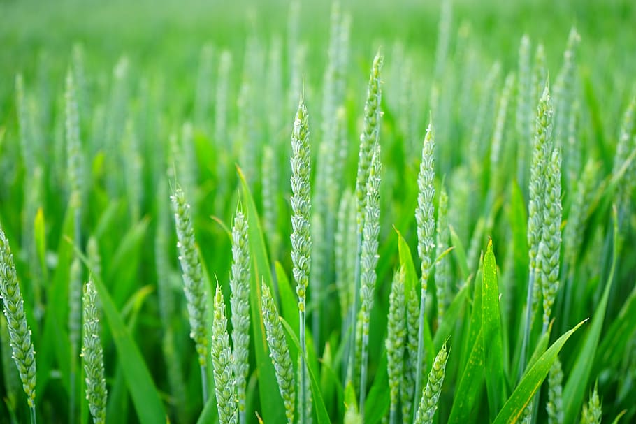 ladang gandum hijau, gandum, lonjakan gandum, ladang gandum, ladang jagung, lonjakan, sereal, musim panas, pertanian, biji-bijian