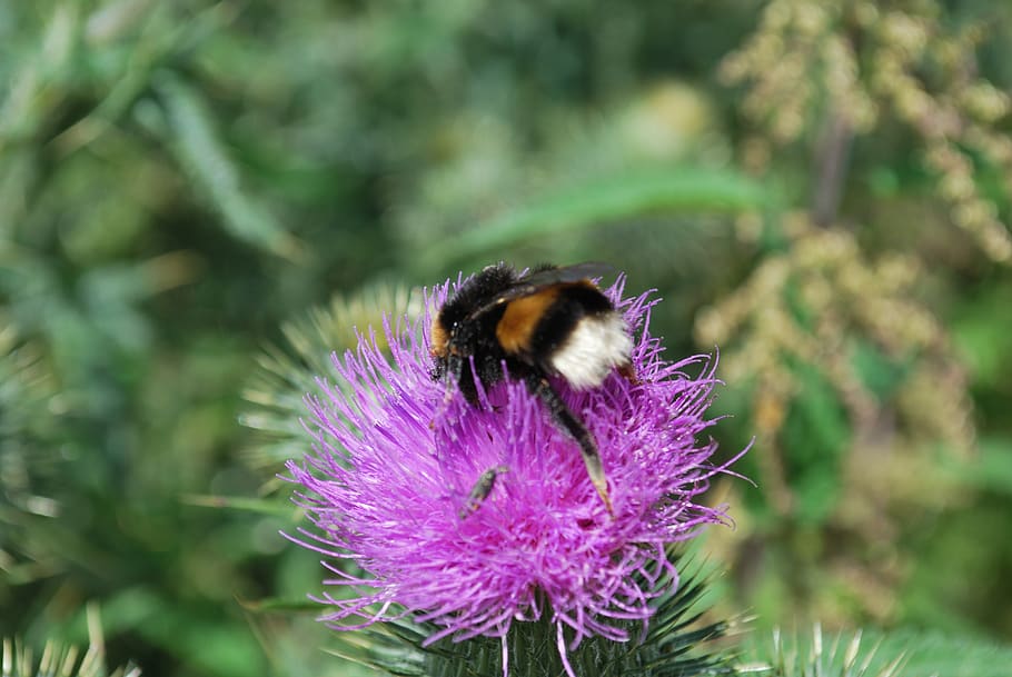 thistle, bumblebee, flower, insect, insects, plant, violet, bumble bees, natural, flowering plant