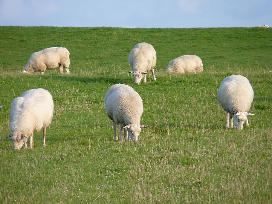 Sheep, Dike, North Sea, Meadow, Animal, nature, wool, landscape, pasture, farm