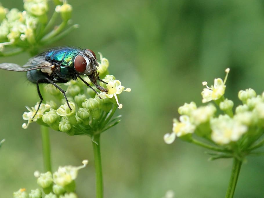 insect fly, tongue, licking, flower, plant, garden, nature, animal themes, invertebrate, flowering plant