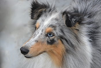 Royalty Free Dog Shetland Sheepdog Photos Free Download Pxfuel