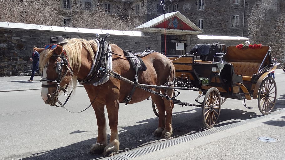 Horse, Cart, Carriage, Montreal, horse, cart, horsedrawn, horse cart, working animal, transportation, domestic animals
