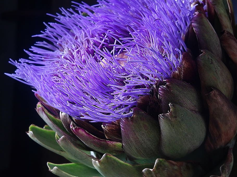 alcachofa, flor, floración, púrpura, planta, violeta, verduras, flor de alcachofa, alimentos, frescura