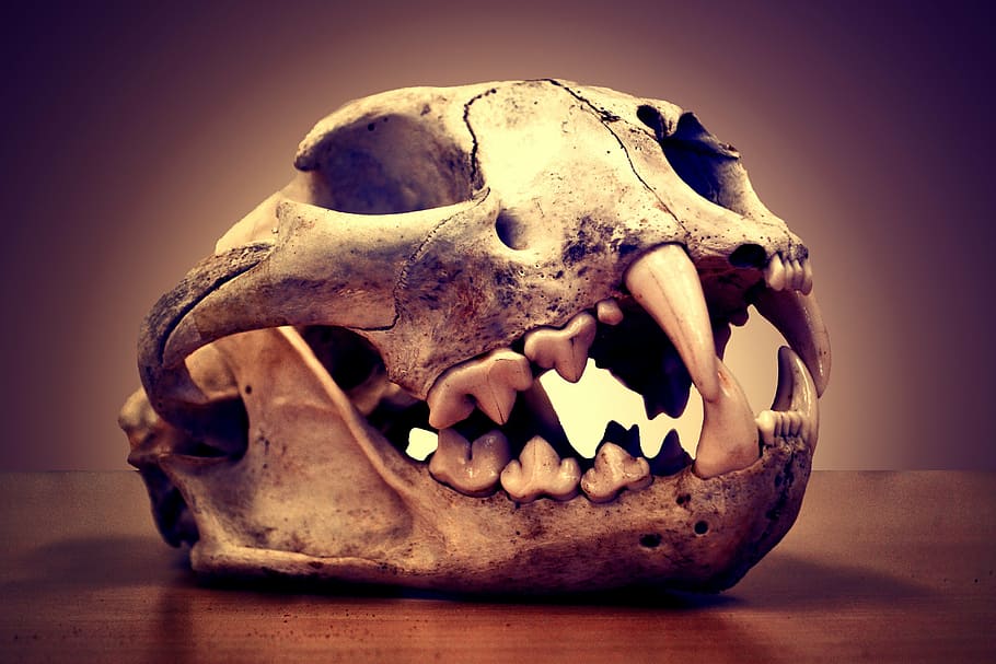 Foto, gris, decoración de la mesa del cráneo animal, cráneo, muerte, león de montaña, puma, seco, cono, esqueleto