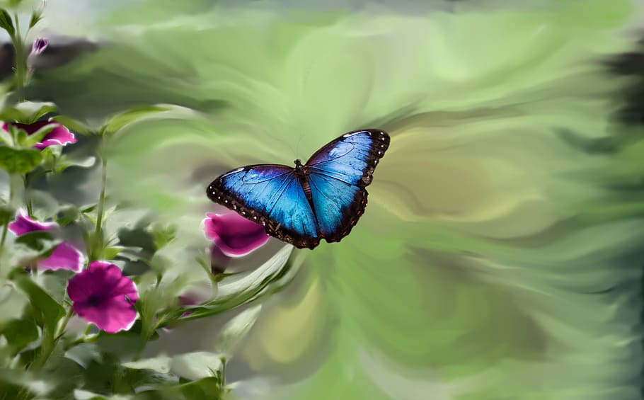 foto macro, borboleta morpho, rosa, flor, borboleta azul, petúnia, jardim verde, azul, borboleta, pintura de foto