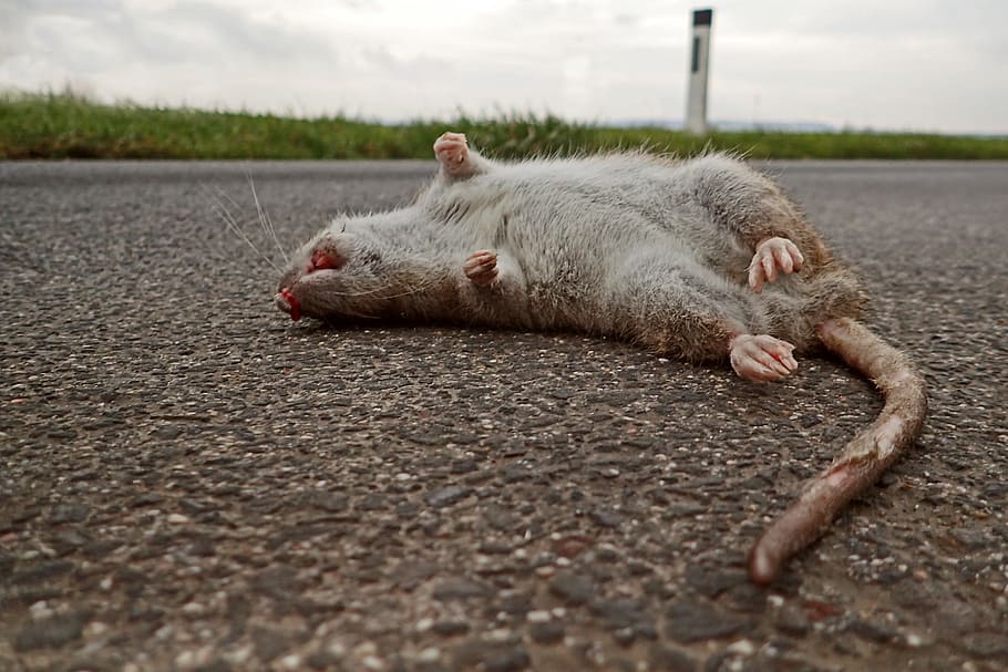 rat, die, mammal, death, nature, animal, animal themes, one animal, cat, relaxation