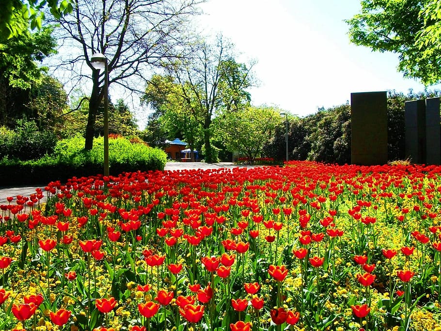Flores, Campo, Natureza, campo de flores, tulipas, primavera, inflorescência, verão, campo de tulipa, tulpenbluete
