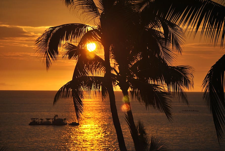 silhouette photograph, palm tree, hawaii, sunset, ocean, travel, beach, sea, summer, water