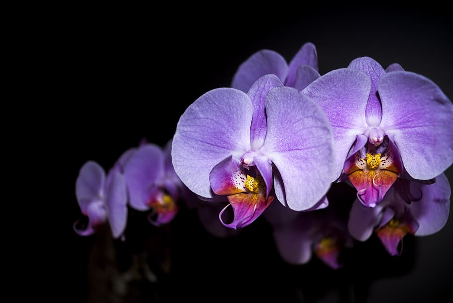 orquídea, flor, planta, exótica, phalaenopsis, violeta, blanco, macro, flores, sueños