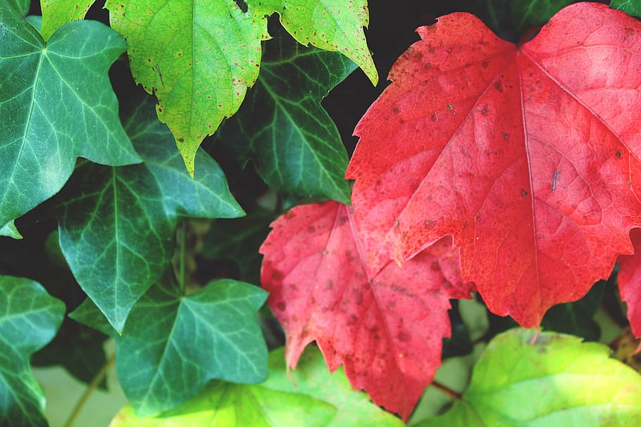 Relleno, fotografía de marco, rojo, verde, planta, hojas, hoja, pared, otoño, hoja roja
