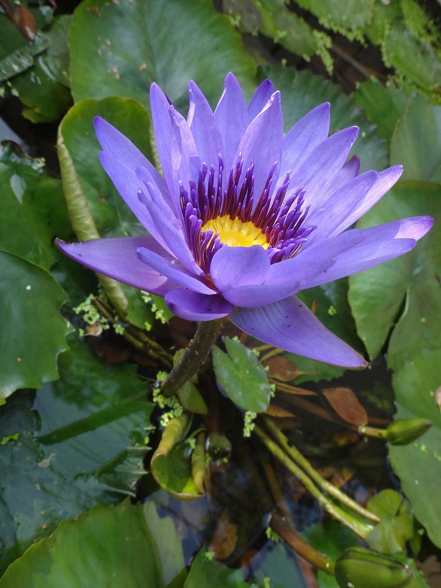 Lotus, púrpura, Nymphaea Alba, púrpura nymphaea alba, después de la tarde, planta, natural, limpieza clara, flor, hoja