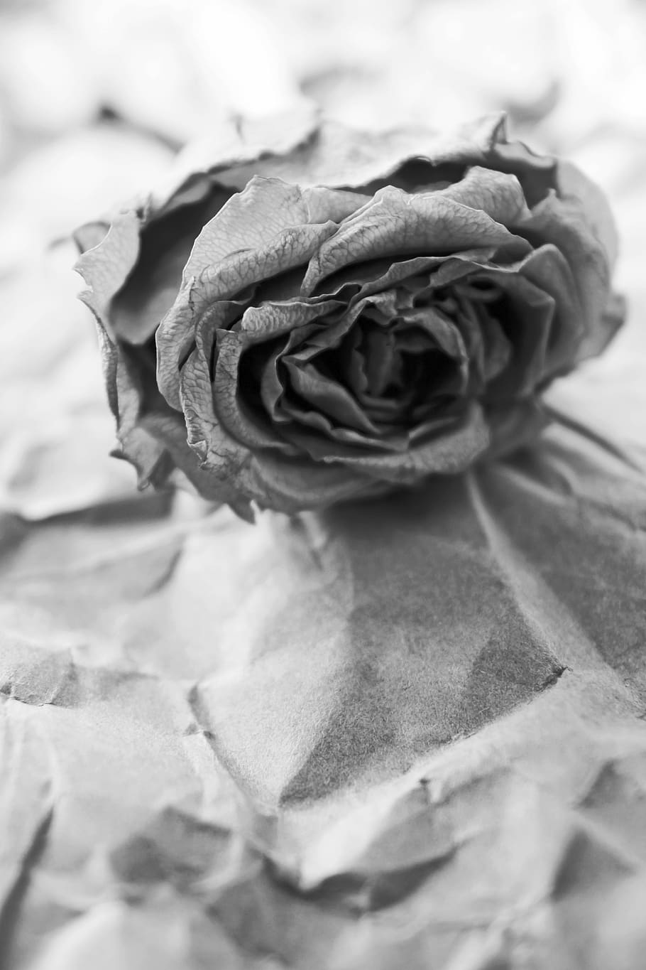 wilted, faded, fading, fade, dried, dry, dead, rose, flower, romantic