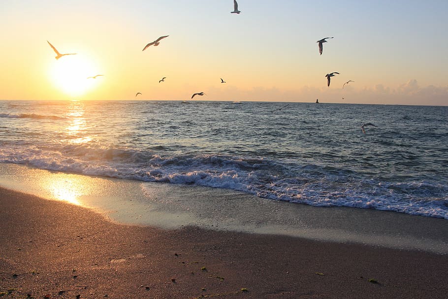 birds, flying, daytime, sea, bulgaria, seagulls, black sea, beach, travel, sun