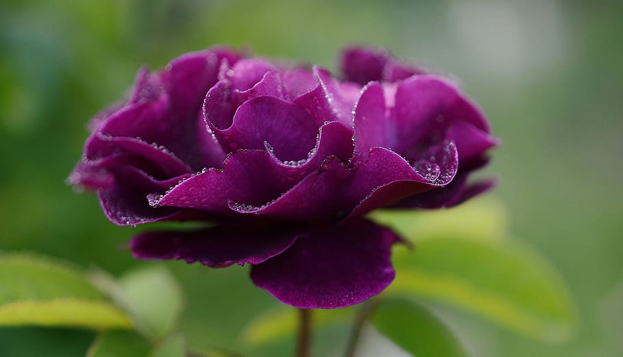 selective, focus photo, purple, camellia flower, water droplets, rose, flower, rose blooms, roses, love