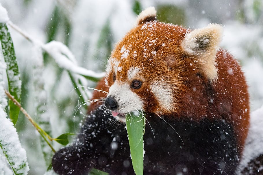Red Panda, panda, tree, branch, daytime, animal themes, animal, one animal, animal wildlife, animals in the wild