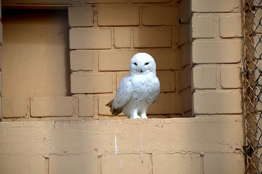 snow owl, standing, wall, snowy owl, bird, raptor, enclosure, animal, white, animal themes