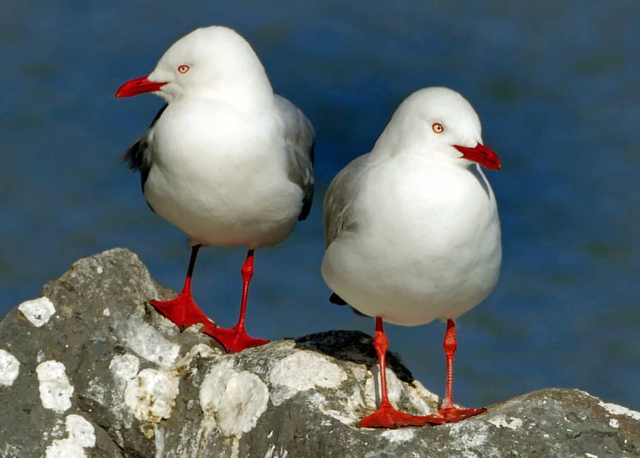 Vermelho, bico, gaivotas, Larus novaehollandiae, dois pássaros brancos, pássaro, temas animais, vertebrado, animais em estado selvagem, animais selvagens