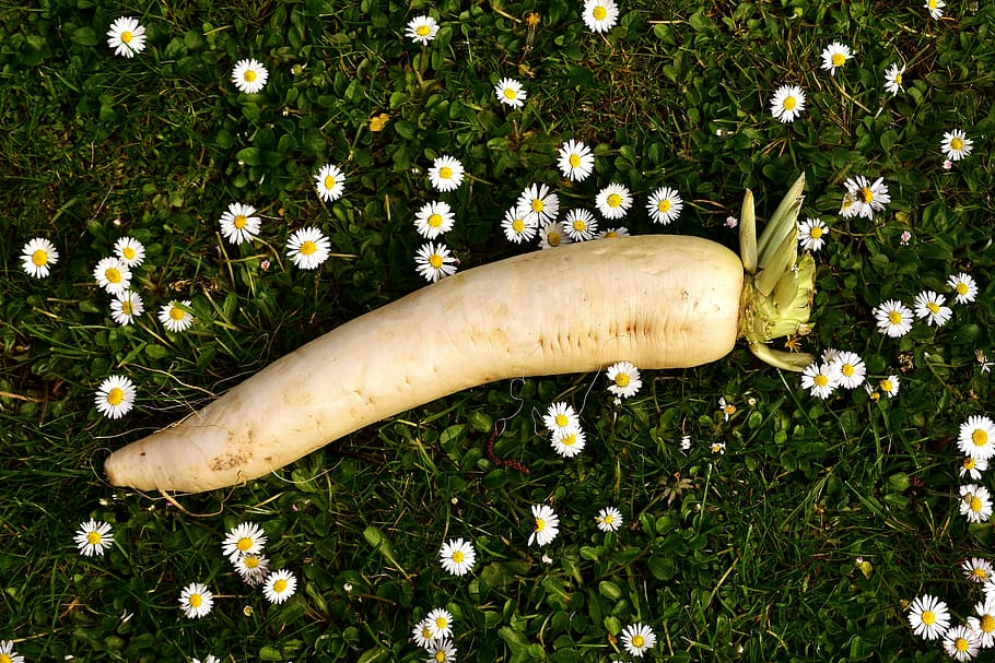 radish, raphanus, white, vegetables, radix, root, cruciferous plant, brassicaceae, white beer radish, raphanus sativus var