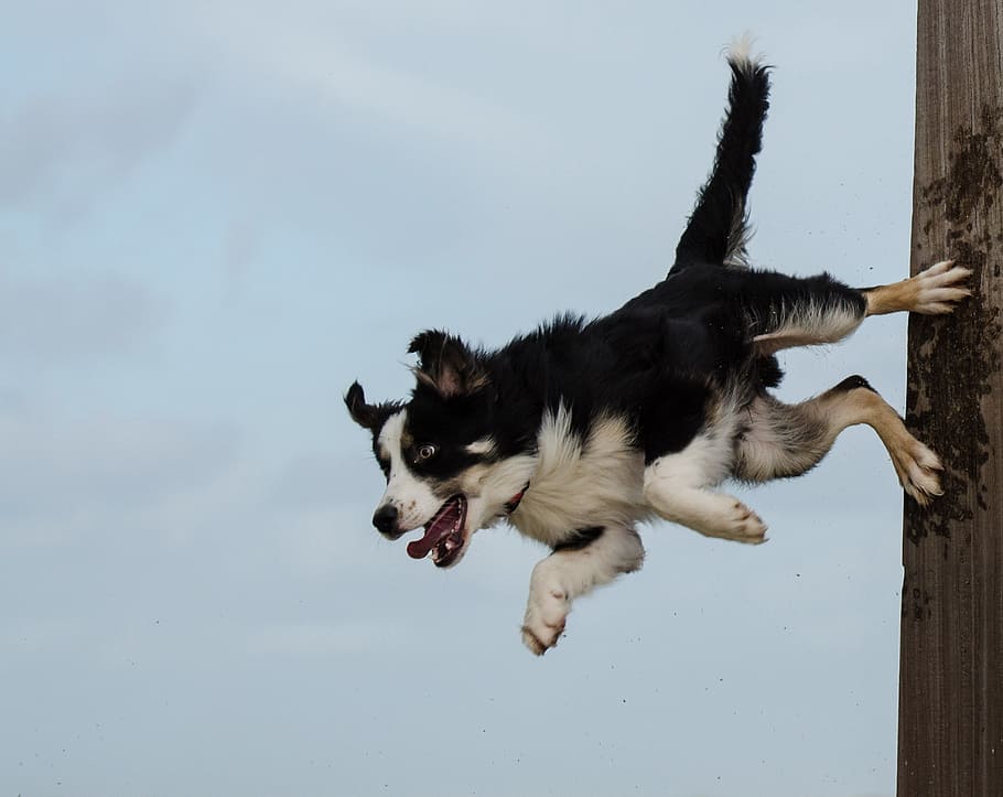 medium-coated, black, white, dog, standing, two, legs, border collie, dog trick, dog show trick