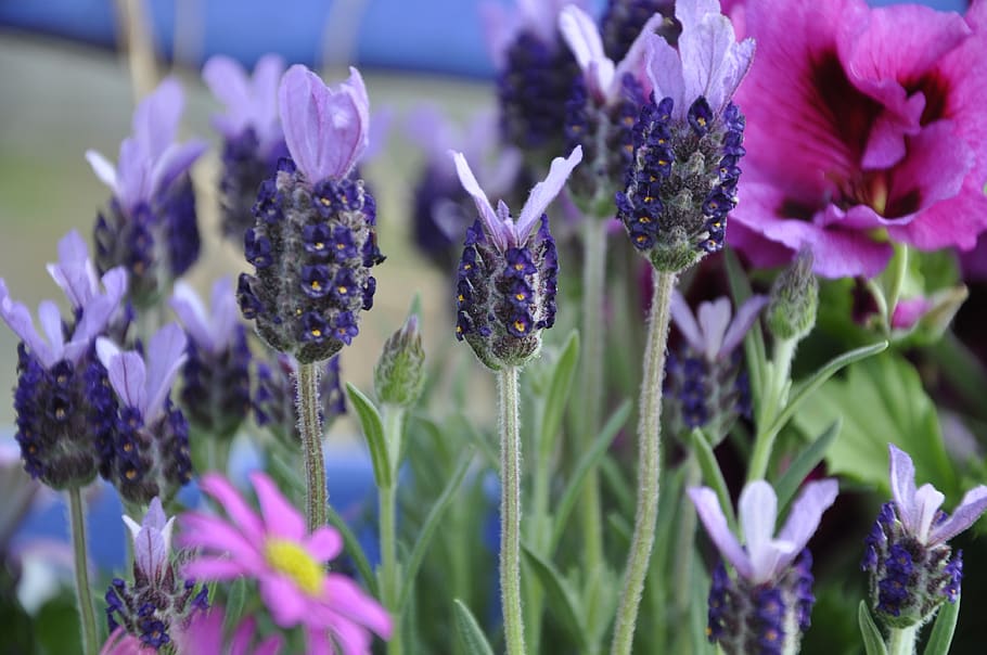 warna lembayung muda, bunga-bunga, ungu, alam, bidang lavender, taman, keharuman, Flora, provence, kelopak