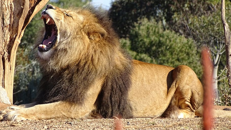 brown lion, lion, roaring lion, big-cat, cat, carnivore, mane, roaring, feline, africa