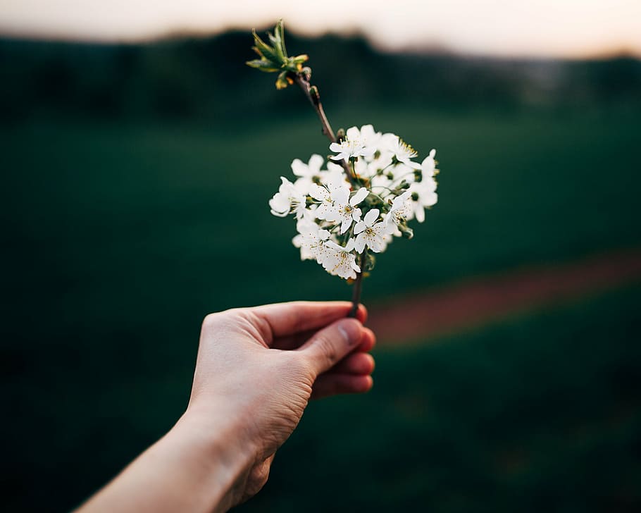 person holding flower, hand, flower, blossoms, plant, nature, blur, human Hand, holding, outdoors