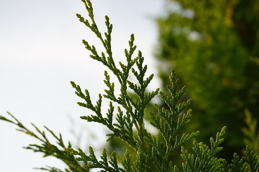 conifer, softwood, pine greenhouse, branch, close up, tree, plant, growth, green color, nature