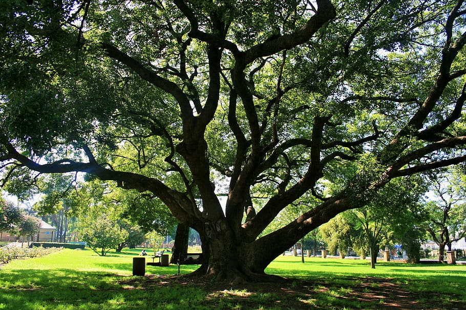 oak tree, tree, oak, majestic, old, grand, big, shade, park, plant
