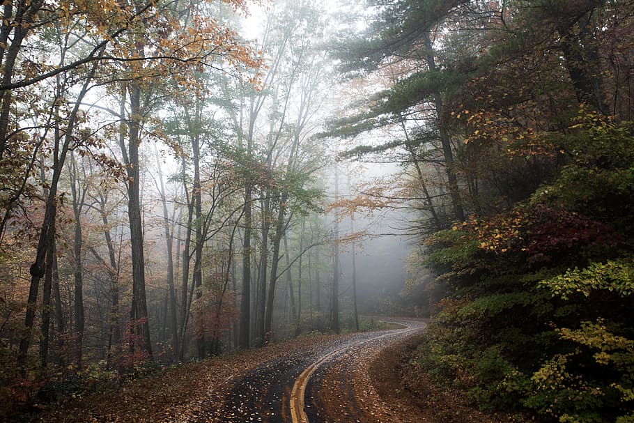 rural, estrada, campo, floresta, bosque, árvores, outono, folhas, nevoeiro, neblina