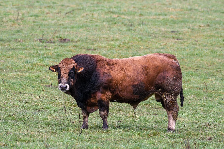 bull, since, outdoor, strong, impressive, attention, meadow, watch, animal, limousin cattle