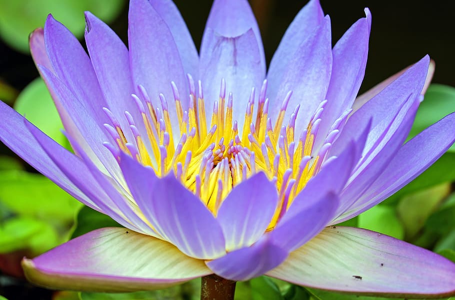 purple, yellow, flower water lily flower, closeup, photography, water lily, flower, flowers, aquatic plant, close
