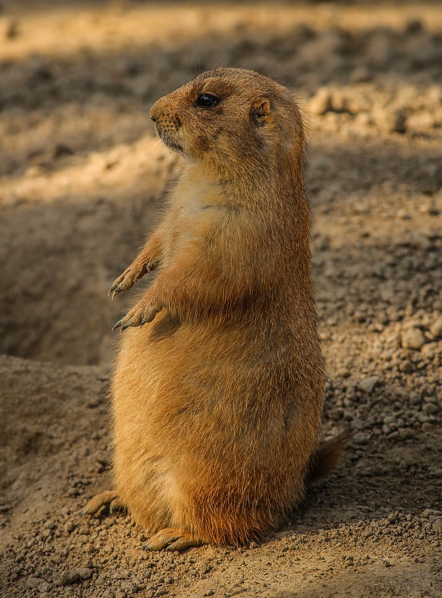 brown, rodent, standing, sand, prairie dog, cynomys, burrowing rodent, ground squirrel, alert, animal