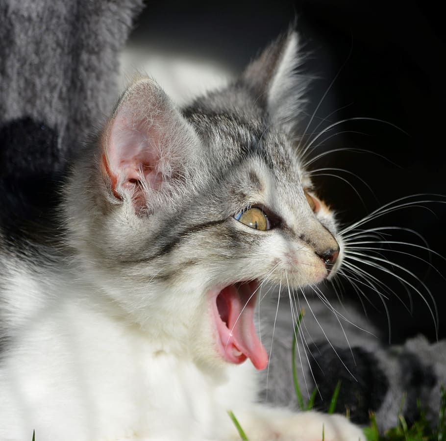 kitten, yawning, lying, grass, cat, scream, yawn, animal welfare, sweet, laugh