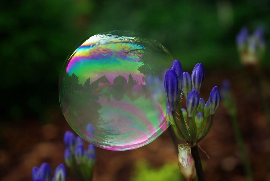selective, focus macro photography, purple, petaled flower, bubble, Lily of the Nile, flower bud, close-up, soap bubble, ball