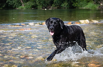 labrador-dog-black-dog-dog-bather-royalty-free-thumbnail.jpg