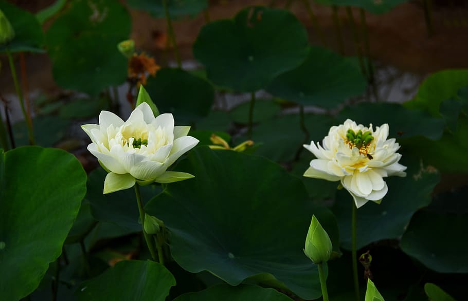 golden lotus, blooming, flower, water, drop, dress, ao, outdoor, flowering plant, plant