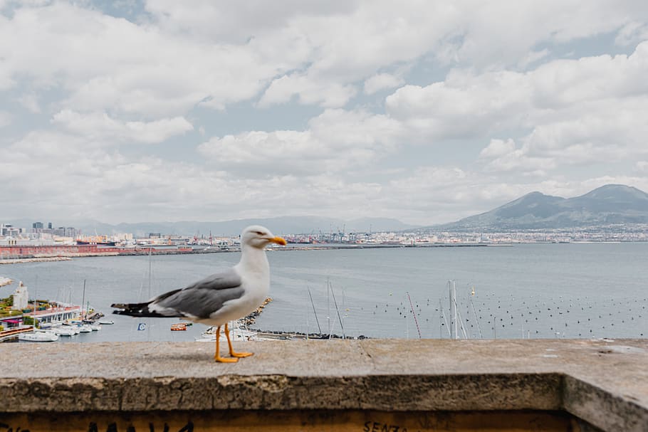 Italia, Napoli, Europa, ciudad, viaje, Nápoles, pájaro, temas animales, agua, un animal