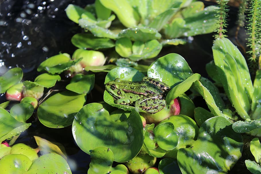 개구리, 못, 물, 녹색, 녹색 개구리, 수생 동물, 자연, 개구리 연못, 정원, 양서류