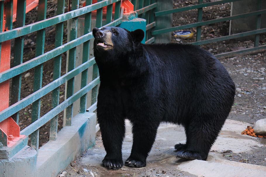 black bear, black, bear, large, strong, animal, mammal, animals, zoo, animal world