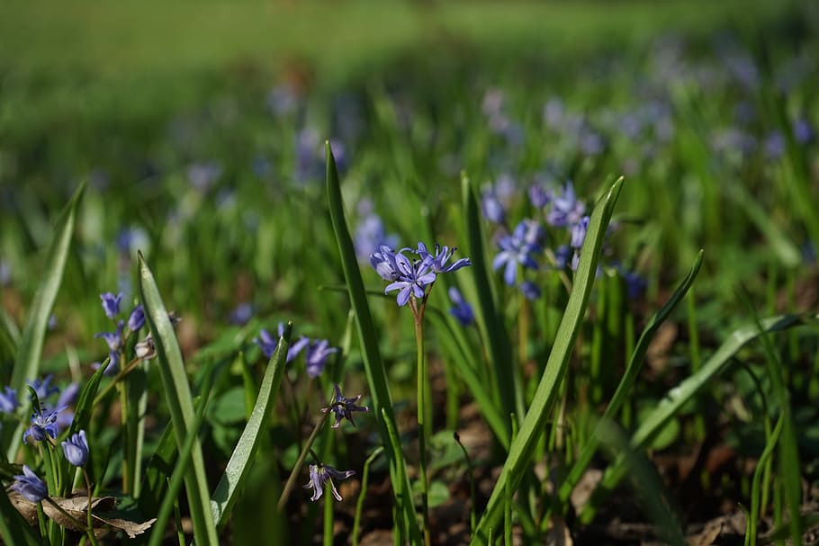 Estrela azul, Scilla, Flor, Bloom, azul, primavera, bloomer precoce, scilloideae, planta de aspargos, asparagaceae