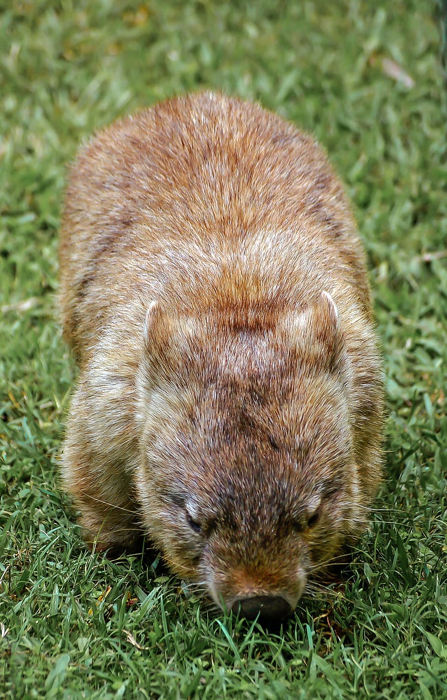 brown, animal, sniffing, green, grass, wombat, marsupial, furry, native, australia
