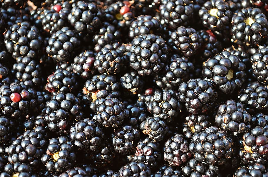 sekelompok mulberry, blackberry, buah, buah-buahan hutan, makanan, alam, buah kecil, violet, enak, lezat
