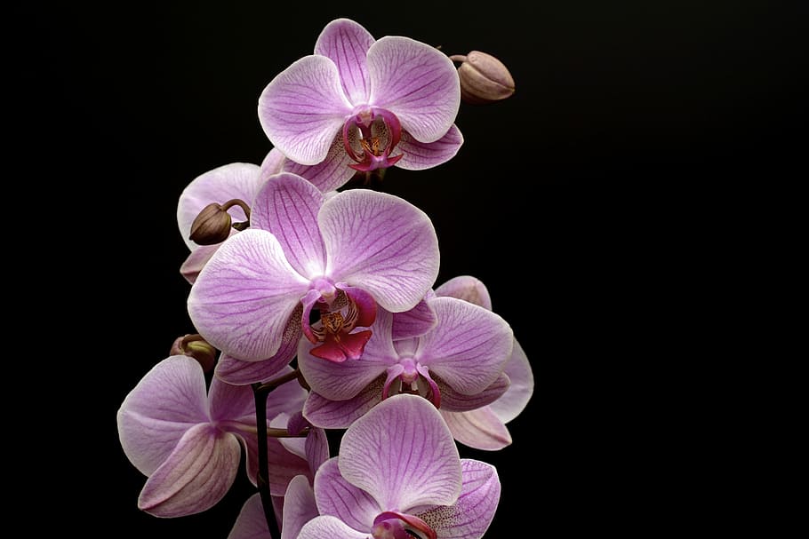 selectivo, fotografía de enfoque, púrpura, orquídea de la polilla, orquídea, flor, floración, brote, tropical, violeta