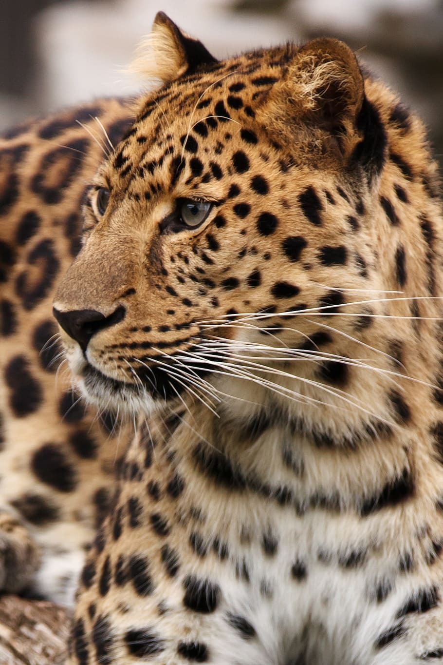 photo of leopard, leopard, animal, big, carnivore, cat, dangerous, feline, hunter, looking