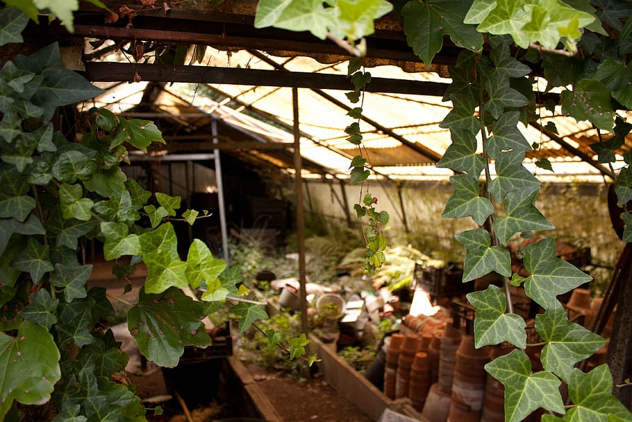greenhouse, garden, abandoned, ivy, old, pot, leaf, plant part, growth, plant