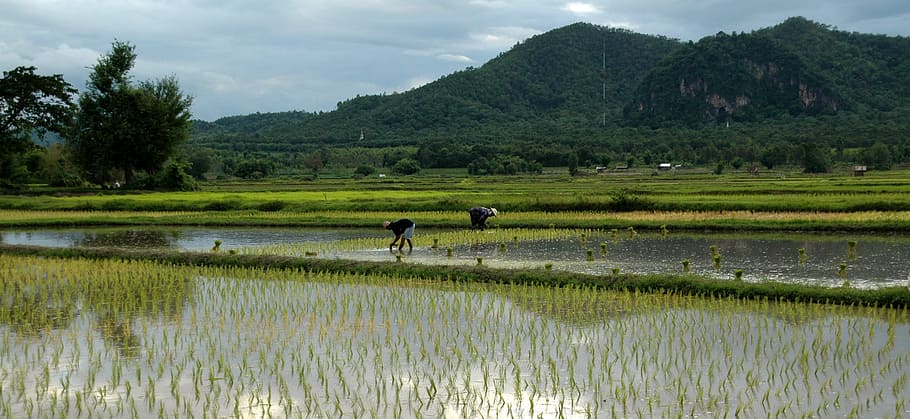 people, rice field, daytime, transplanting rice, rice, asia, thailand, nature, rice Paddy, agriculture