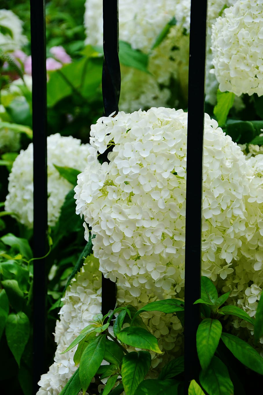 hortensias, hortensias blancas, jardín, valla de jardín, flores, arbusto  ornamental, flores blancas, jardín de flores, planta ornamental, hortensia  | Pxfuel