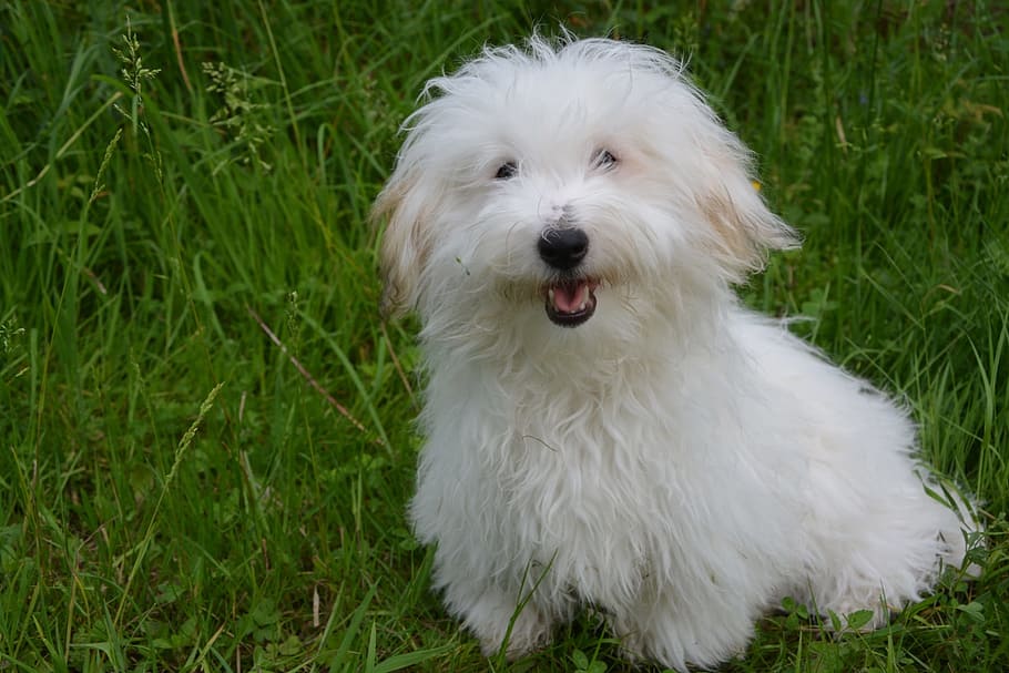 adult, white, bolognese dog, resting, grass field, Coton De Tulear, White Dog, Animal, dog, domestic animal