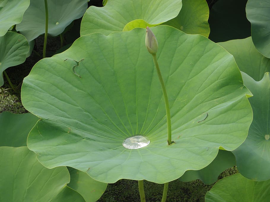 lotus flowers, pond, drops, waterlilies, plant, green color, plant part, leaf, beauty in nature, growth